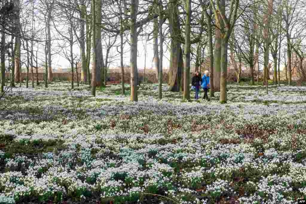 People walk in a park filled with snowdrops flowers at Burton Agnes Hall, near Bridlington, England, Feb. 15, 2022.