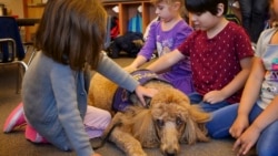 Pets, Especially Dogs, Help During Quarantine