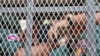 Kem Ley Murderer Appeals Life Sentence