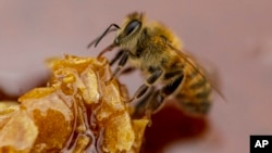 Una abeja se alimenta de miel de una colmena en una granja apícola de Colina, a las afueras de Santiago, Chile, el 17 de enero de 2021.