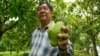 លោក​ យូ វេងស្រ៊ី​ អាយុ​៦១​ឆ្នាំ ​ម្ចាស់​ចំការ​​ស្វាយ​កែវ​រមៀត ​ក្នុង​ភូមិ​វ៉ារិន៣ ឃុំ​ខ្ចៅ ស្រុ​កកងមាស ខេត្ត​កំពង់ចាម កាលពី​ខែ​កក្កដា​ ឆ្នាំ​២០២០។ (អូន ឆេងប៉រ​/វីអូអេ)