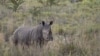 S. Africa Studys Proposal to Legalize Rhino Trade