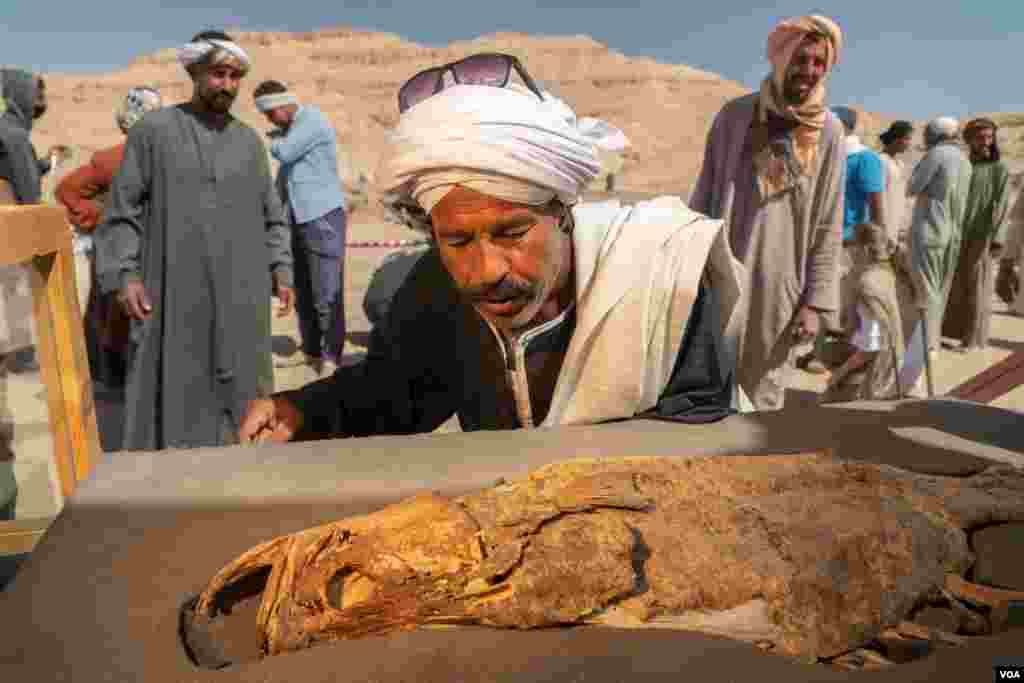 This mummified fish is covered with gold, suggesting it was a subject of worship, according to the archeologists in Luxor, Egypt, April 10, 2021. (Hamada Elrasam/VOA)
