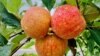 'Apple-Polishers' Often Become the 'Teacher's Pet'