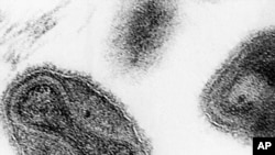 ARCHIVO-Virus de la viruela.