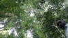 Study: Payments to Uganda Farmers to Not Cut Down Trees Pays Off