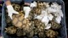 Turtles in Demand as Pets, Leading to Increase in Poaching