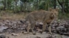 Jungle cat photographed in Thailand's Omkoi Wildlife Sanctuary in Chiang Mai, Jan. 2017.