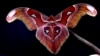 Research Suggests Bright Lights Confuse Insects
