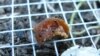 Pavement ants take the bait in a North Carolina State University experiment that calculated how much junk food ants and other arthropods can eat from city streets in New York.