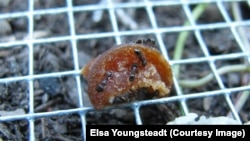 Pavement ants take the bait in a North Carolina State University experiment that calculated how much junk food ants and other arthropods can eat from city streets in New York.