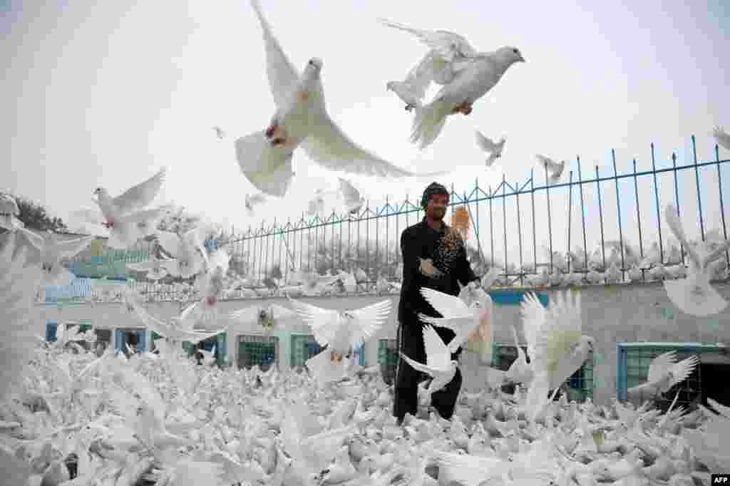 Seorang pria Afghanistan memberi makan burung-burung merpati di lapangan masjid Mazar-i-sharif.