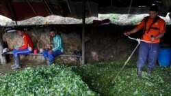 Colombia continúa mostrando un aumento de cultivos ilícitos de coca
