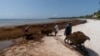 Belize to Launch Project to Make Biofuel From Seaweed Clogging Coasts