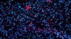 Drug Reverses Alzheimer's in Lab Mice