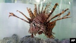 This 2013 photo shows a lionfish in a tank at the South Carolina Aquarium in Charleston, South Carolina. (AP Photo/Bruce Smith)