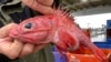 An Environmental Success Story for Fishing on America’s West Coast 