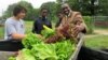 Bladensburg, Maryland Mayor Walter James gets his pick of produce from the Philip Sidibe, Adam Sidibe and Wudood Omran. (Rosanne Skirble/VOA) 