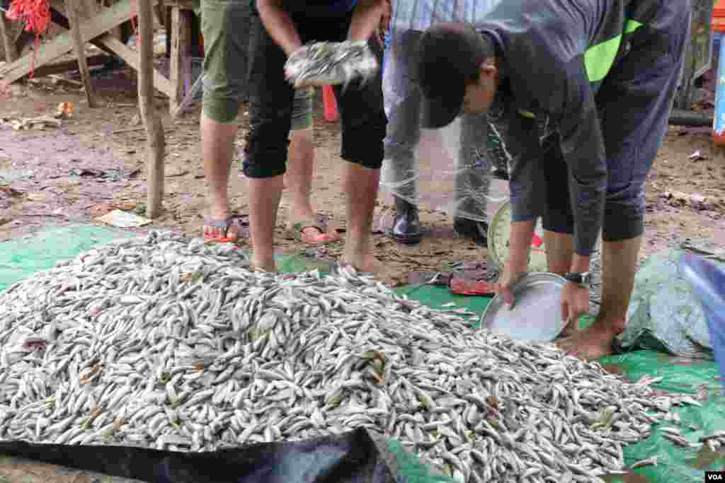 ទិដ្ឋភាពទូទៅនៃការរកត្រីប្រហុកនៅក្នុងតំបន់ផែនេសាទគីឡូម៉ែត្រលេខ៩ ក្នុងខណ្ឌឬស្សីកែវ រាជធានីភ្នំពេញ នៅថ្ងៃទី២៧ ខែធ្នូ ឆ្នាំ២០១៧ (ស៊ុន ណារិន/VOA)