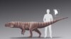 Ancient Crocodile Ancestor Walked on Two Legs, New Study Says 