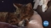Researchers Learn Lessons from Cats' Tongues