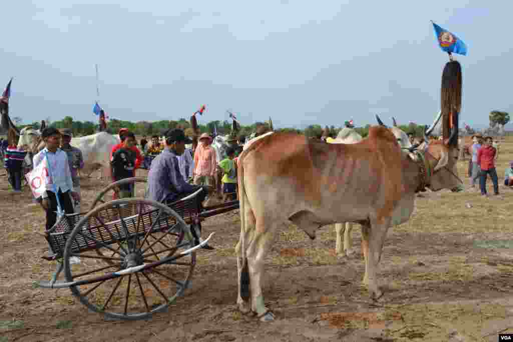 សមាសភាពគោ និងអ្នកបរចូលរួមក្នុងការប្រណាំងរទេះសាឡីគោនៅឃុំរលាំងគ្រើល ស្រុកសំរោងទោង ខេត្តកំពង់ស្ពឺ កាលពីថ្ងៃទី០៧ ខែមេសា ឆ្នាំ២០១៩។ (ណឹម សុភ័ក្រ្តបញ្ញា/VOA)