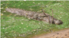 A well-camouflaged mugger crocodile (Crocodylus palustris) in stick-displaying behavior. Madras Crocodile Bank, Tamil Nadu, India. (V. Dinets)