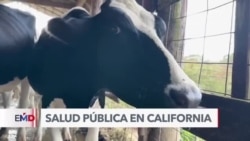 Autoridades en EEUU hallan gripe aviar en leche cruda
