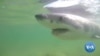 LogOn: App Aims to Warn Humans of Shark Presence