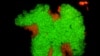 Deep Sea Microbes - Methane
