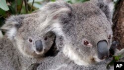 Maggie si koala betina memanjat pohon di Taronga Zoo di Sydney, Australia, Kamis, 1 September 2011. (Foto: AP/Rob Griffith)