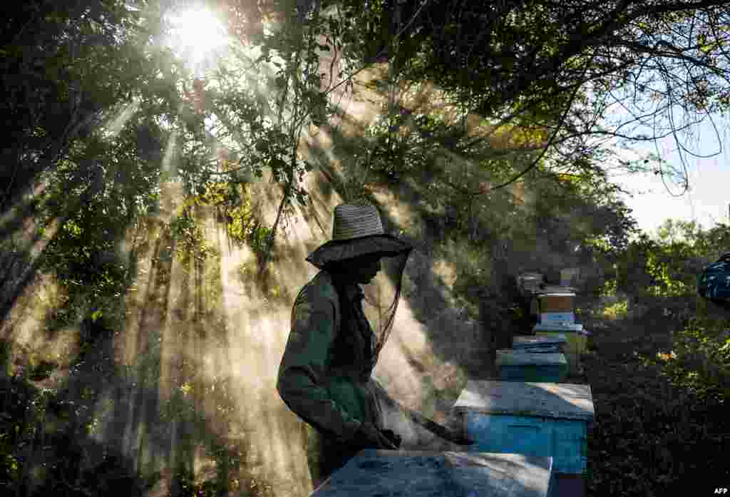អ្នកចិញ្ចឹមឃ្មុំកំពុងមើលឃ្មុំនៅកសិដ្ឋានចិញ្ចឹមឃ្មុំមួយនៅក្នុងខេត្ត Matanzas ប្រទេសគុយបា។ សត្វឃ្មុំហោះហើរដោយសេរីដោយមិនមានការប៉ះពាល់ពីថ្នាំសម្លាប់សត្វល្អិតនិងមានផ្កាព្រៃជាច្រើនដែលឃ្មុំអាចក្រេបជញ្ជក់បាននៅភ្នំនៅក្នុងខេត្ត Matanzas ដើម្បីក្លាយជាឃ្មុំមានគុណភាព ដែលទីផ្សារអឺរ៉ុបកំពុងត្រូវការ។