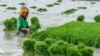 Pemerintah Perlu Segera Intensifikasi Sawah Tadah Hujan