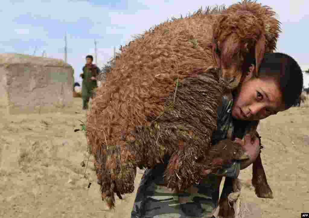 Afg'on bola qurbonlik uchun olingan qo'yni yelkasida ko'tarib ketmoqda, Kobul, 22-sentabr, 2015-yil.