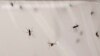 Genetic Engineering Spurs New Hope in Malaria Fight