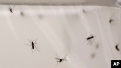 FILE - Mosquitoes live inside a stock cage in a mosquito laboratory at the London School of Hygiene and Tropical Medicine in London, May 30, 2013. Researchers at the school discovered that malaria-infected mosquitoes are more attracted to human odors.