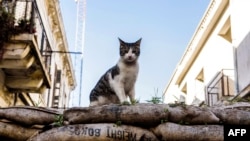 FILE - A picture shows a feral cat sitting on a sandbag barricade acting as a boundary for the green line, a UN controlled buffer zone, separating the divided Cypriot capital Nicosia.