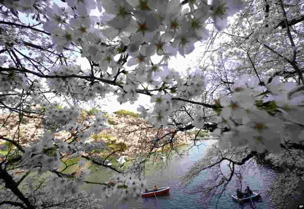 2018年3月26日,东京的皇宫护城河上,花照水,风抚树,人泛舟。