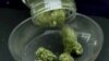 药用大麻（美国之音网站截图）