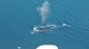 Scientists: Bowhead Whales Are 'Jazz Singers of the Arctic'