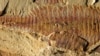 Scientists Discover Ancient Shrimp Had Heart
