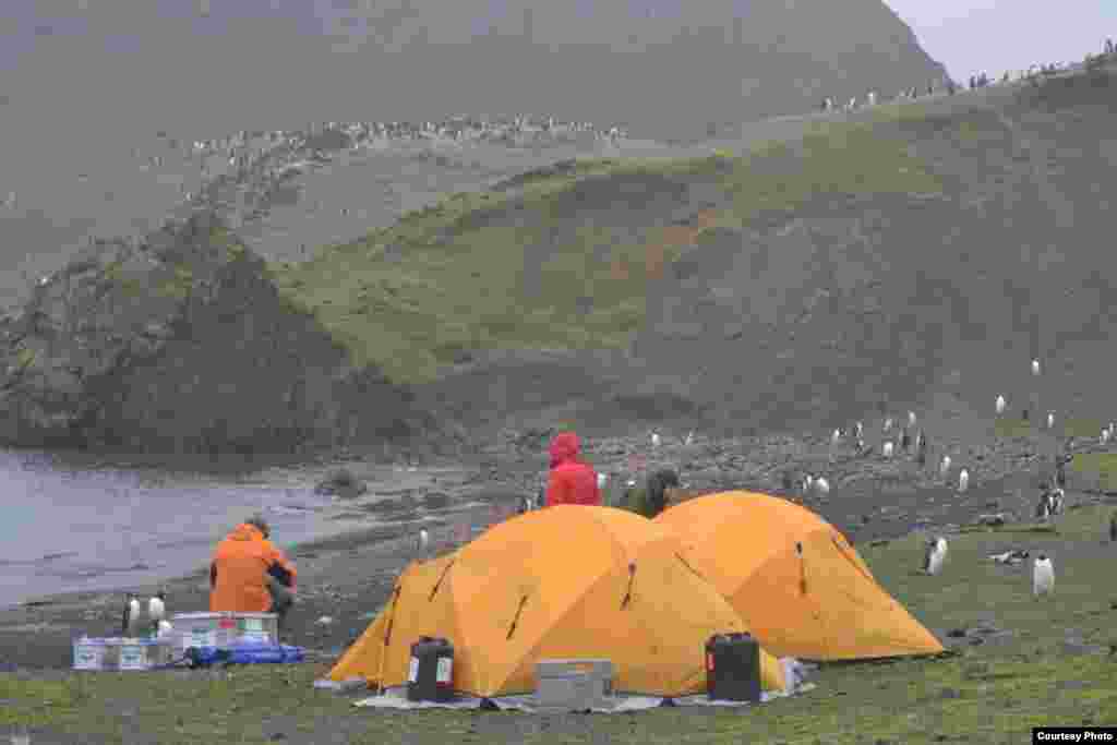 Campsite on Barrientos Island, South Shetland Islands, sharing beach with penguin colony, 2012. (Dan Charman/Matt Amesbury)
