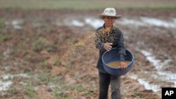រូបឯកសារ៖ កសិករ​ខ្មែរម្នាក់កំពុងបាច​ស្រូវនៅវាលស្រែមួយនៅជាយក្រុងភ្នំពេញ ថ្ងៃទី២២ ខែឧសភា ឆ្នាំ២០១៨។