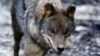 La chasse au loup désormais interdite dans toute l'Espagne, malgré l'opposition de certaines régions s’estimant pénalisées