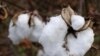 EcoChic Fashion Preserves Biodiversity