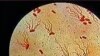 Scientists Use Food Poisoning Bacteria to Treat Cancer