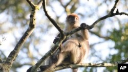 Red Colobus monkey