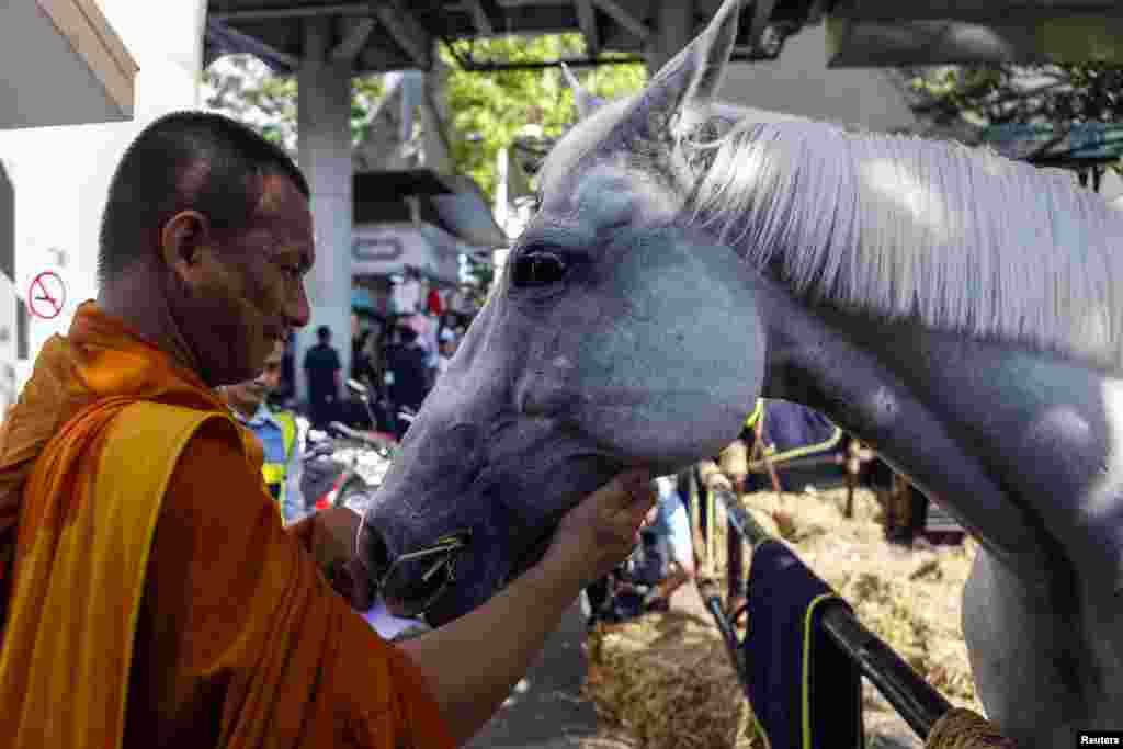 A Buddhist monk feeds a horse at the Victory Monument during a military event in Bangkok, June 4, 2014.