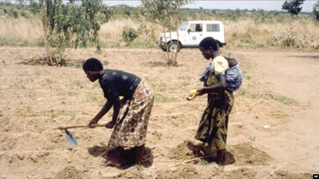 Women working in the fields in Malawi.