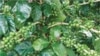 Laos Highland Coffee Farmers Ride Tourism Wave